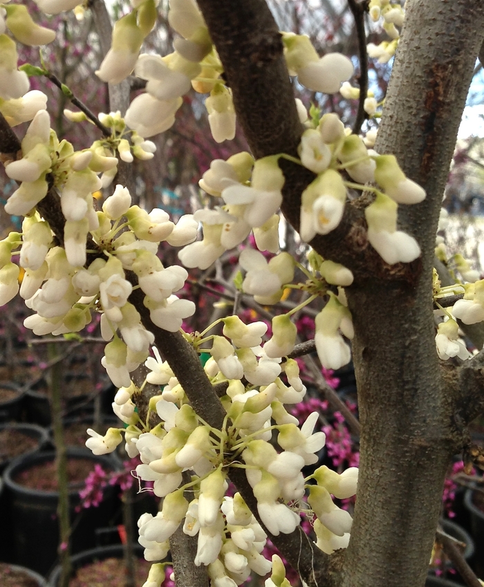 'Royal White' Redbud - Cercis canadensis from 93 Nursery and Landscape Supply