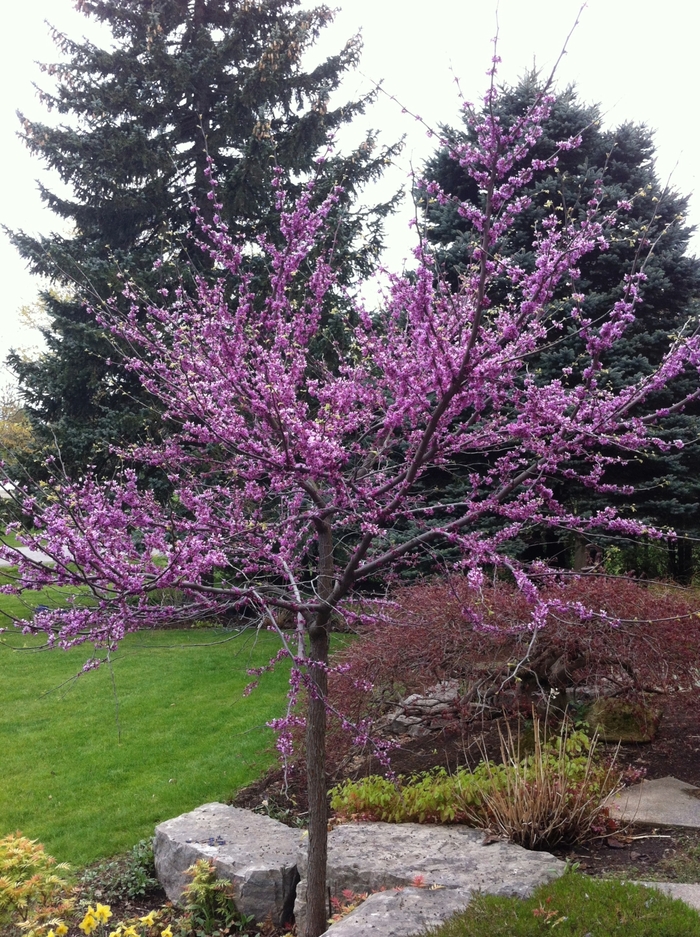 Eastern Redbud - Cercis canadensis (Eastern Redbud) from 93 Nursery and Landscape Supply