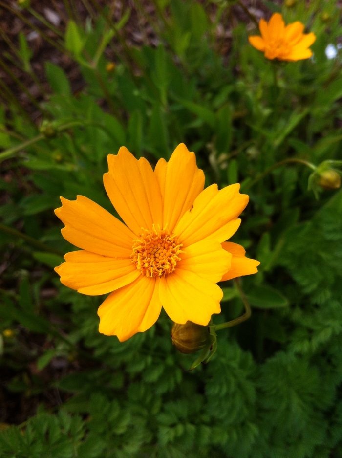 'Nana' Tickseed - Coreopsis auriculata from 93 Nursery and Landscape Supply