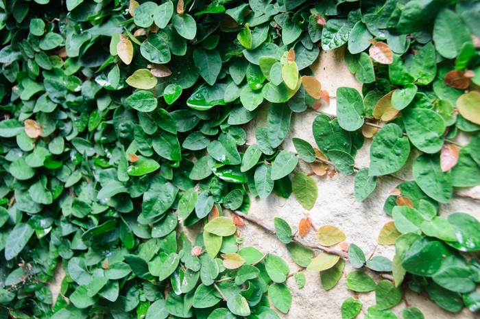 Climbing Fig Ivy - Ficus pumila from 93 Nursery and Landscape Supply