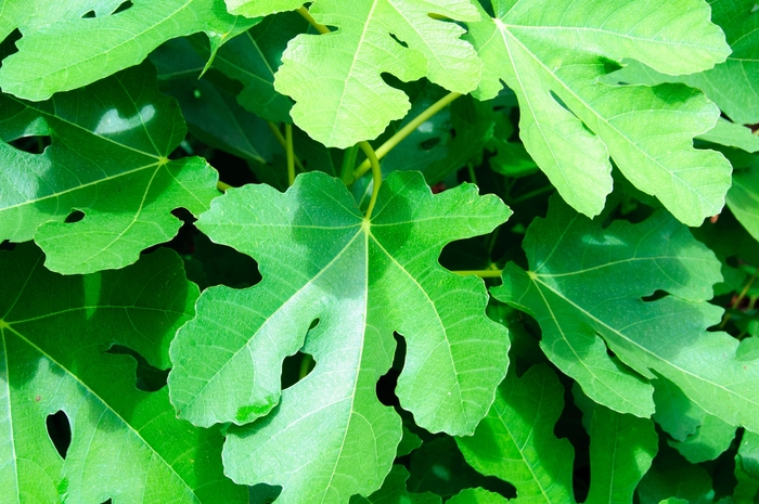 O'Rourke Fig - Ficus carica from 93 Nursery and Landscape Supply