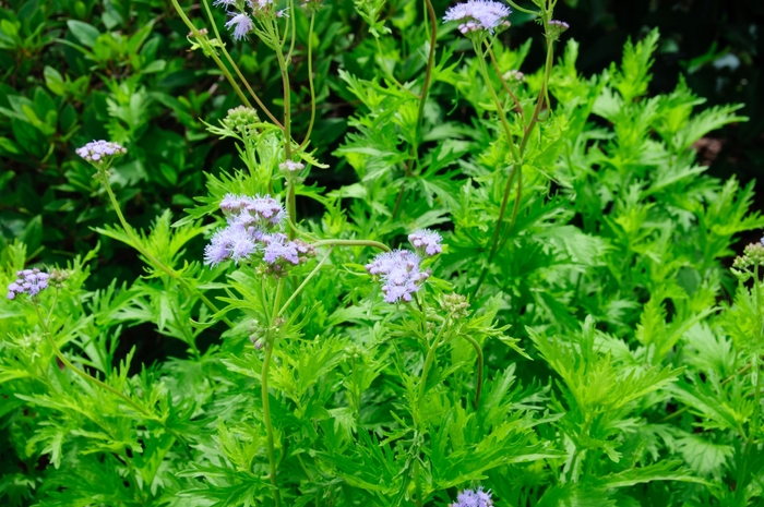 Gregg's Mist Flower - Conoclinium greggii from 93 Nursery and Landscape Supply