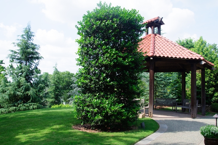 Holly 'Nellie R. Stevens' - Ilex from 93 Nursery and Landscape Supply