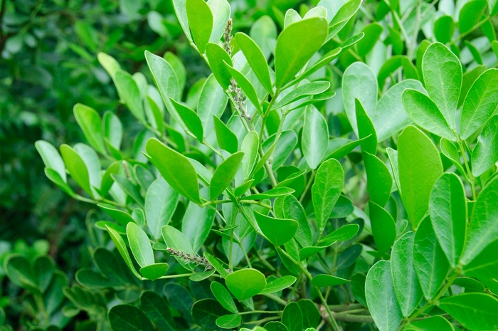 Texas Mountain Laurel - Sophora secundiflora from 93 Nursery and Landscape Supply