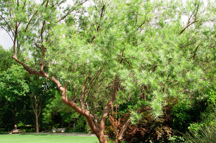 Desert Willow - Chilopsis linearis from 93 Nursery and Landscape Supply