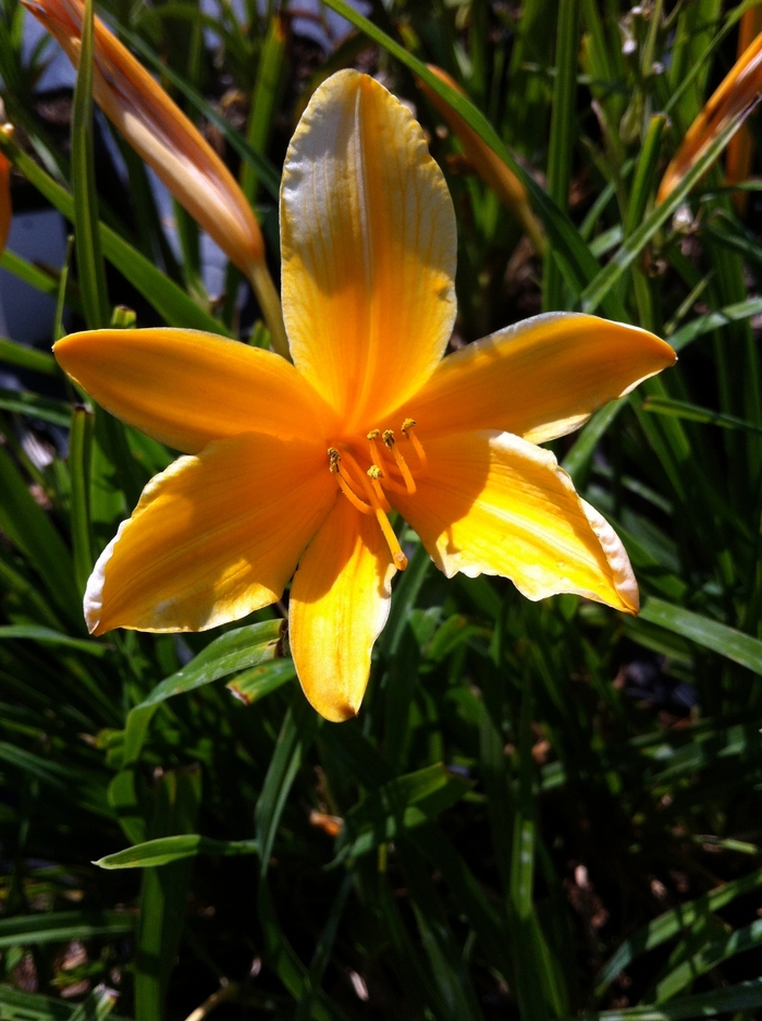 'Aztec Gold' Daylily - Hemerocallis from 93 Nursery and Landscape Supply