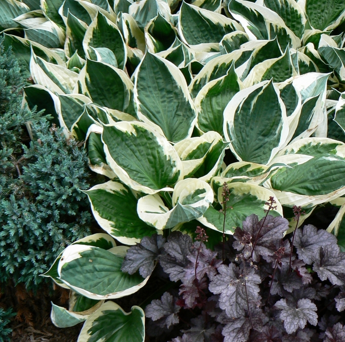 'Minuteman' Hosta, Plantain Lily - Hosta from 93 Nursery and Landscape Supply