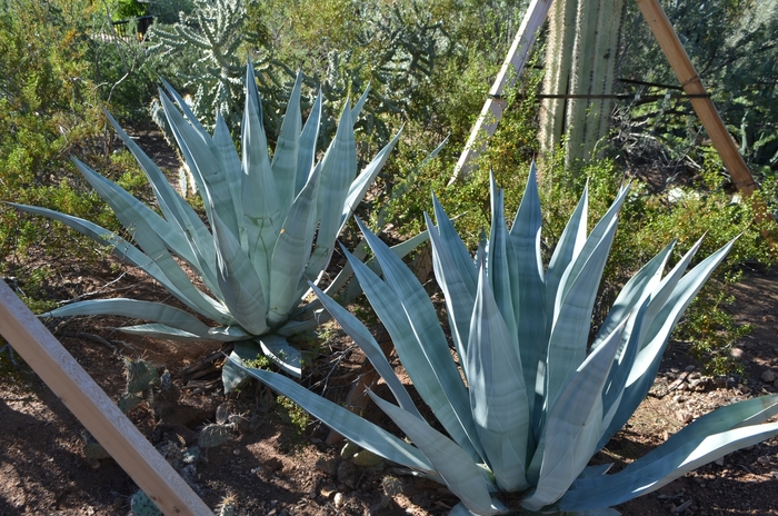 Weber Agave - Agave weberi from 93 Nursery and Landscape Supply