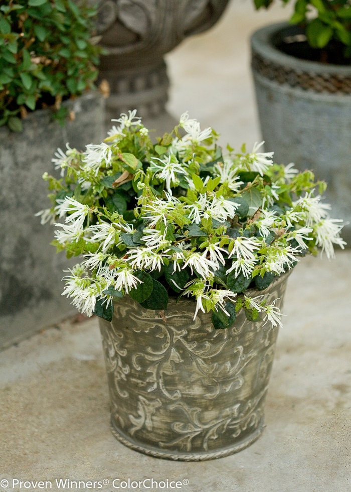 Jazz Hands® 'Dwarf White' - Loropetalum chinense (Chinese Fringe-Flower) from 93 Nursery and Landscape Supply