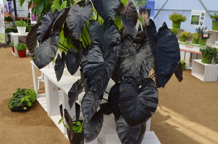 Royal Hawaiian&reg; 'Black Coral' - Colocasia esculenta (Elephant's Ear) from 93 Nursery and Landscape Supply