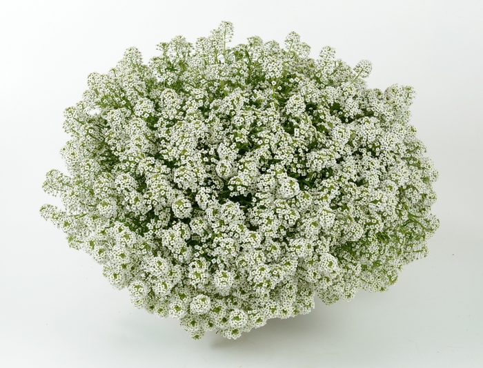 'Silver White™' Alyssum - Lobularia from 93 Nursery and Landscape Supply
