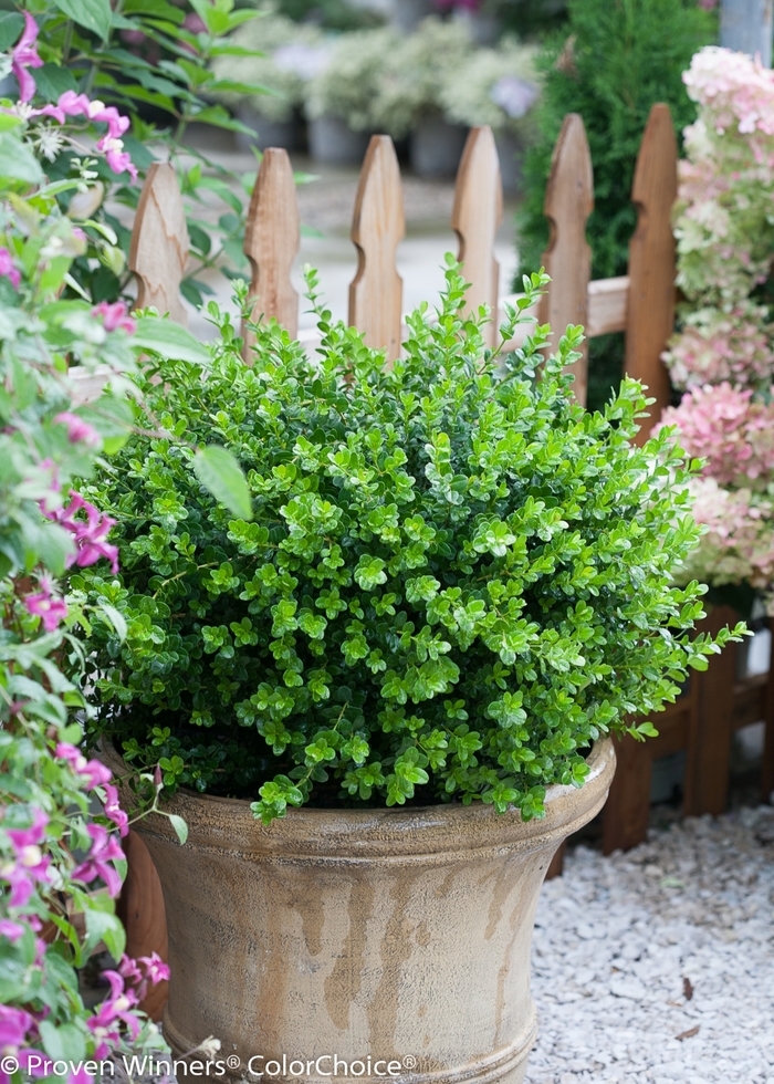 'Sprinter®' Boxwood - Buxus microphylla from 93 Nursery and Landscape Supply