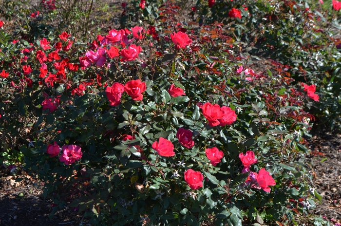 Rose Knock Out Red - Rosa 'Radrazz' from 93 Nursery and Landscape Supply