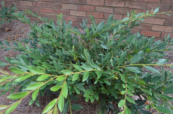 'Vintage Jade' - Distylium from 93 Nursery and Landscape Supply