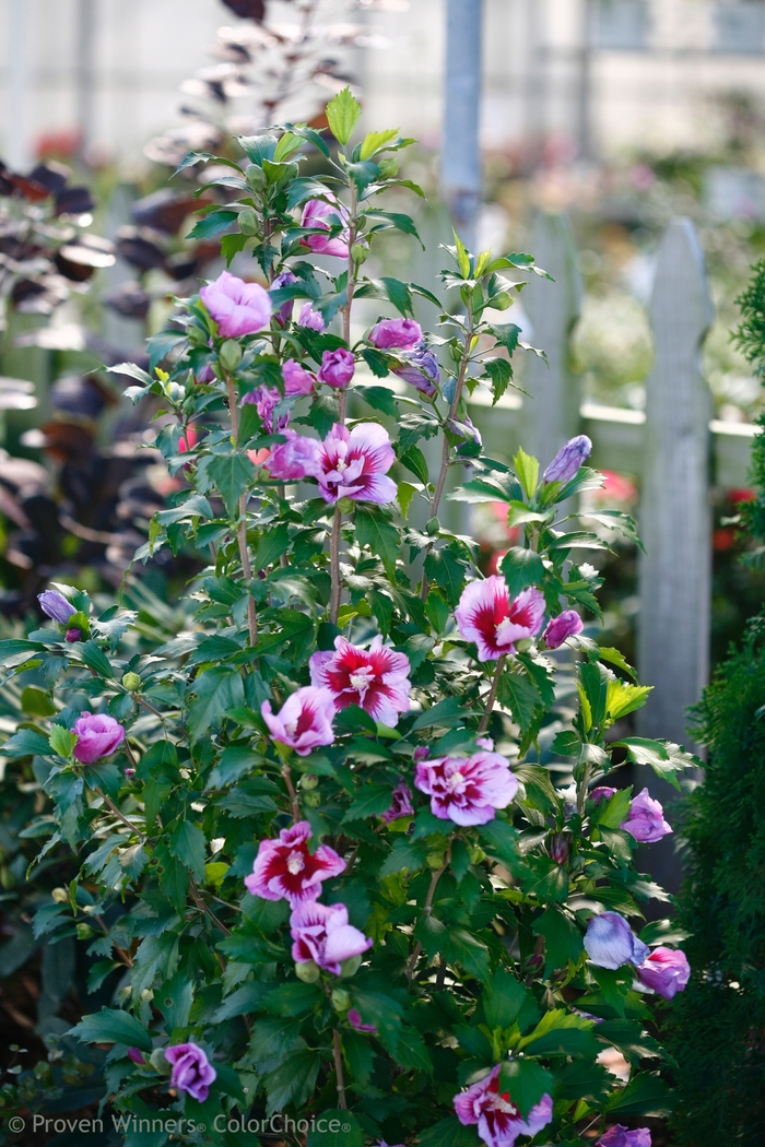'Purple Pillar®' Rose of Sharon - Hibiscus syriacus from 93 Nursery and Landscape Supply