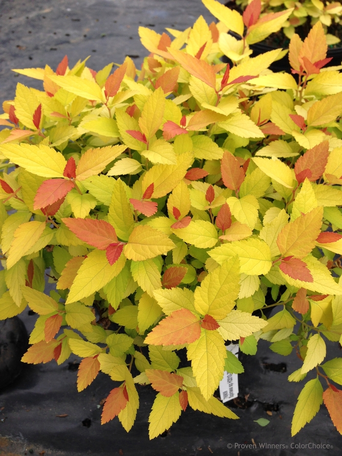 Double Play® 'Candy Corn®' - Spiraea japonica (Spirea) from 93 Nursery and Landscape Supply