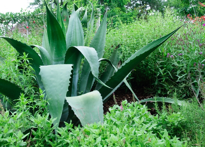'Green Giant' Giant Agave - Agave salmiana from 93 Nursery and Landscape Supply