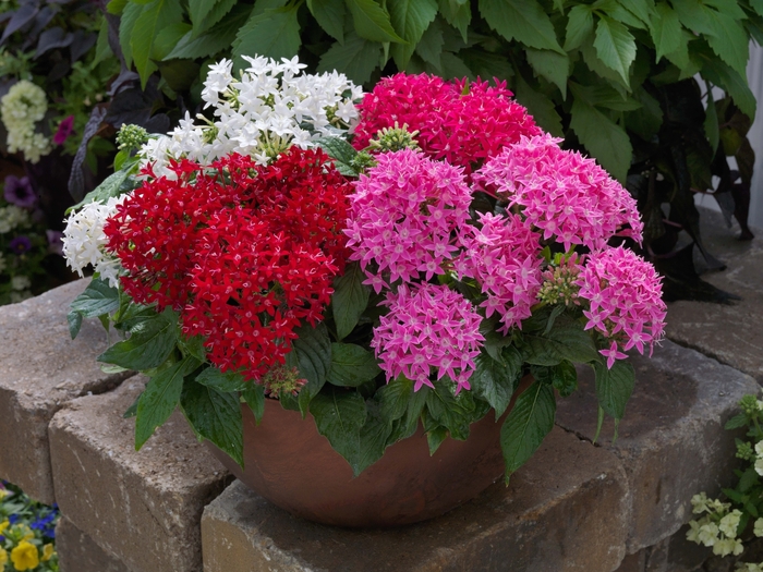 Pentas - Pentas lanceolata (Starflower) from 93 Nursery and Landscape Supply