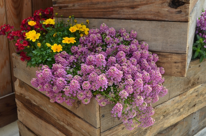 'Raspberry Stream&trade;' Sweet Alyssum - Lobularia from 93 Nursery and Landscape Supply
