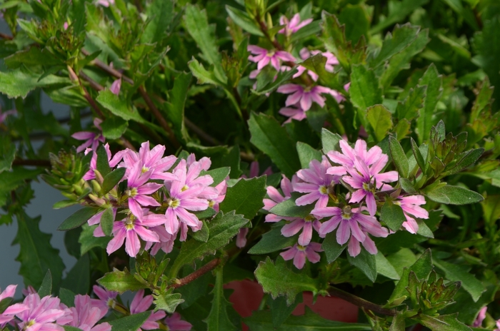 Pink Fan Flower - Scaevola from 93 Nursery and Landscape Supply