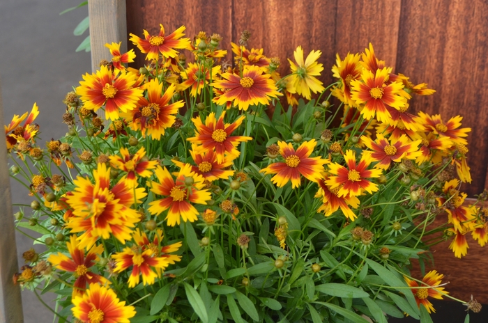 UpTick™ 'Gold & Bronze' - Coreopsis (Tickseed) from 93 Nursery and Landscape Supply
