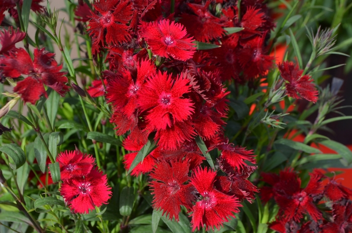 Rockin' 'Red' - Dianthus (Sweet William) from 93 Nursery and Landscape Supply
