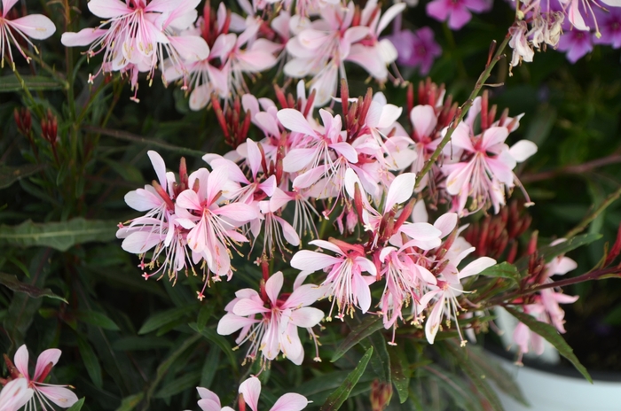 'Graceful Pink' - Gaura lindheimeri from 93 Nursery and Landscape Supply