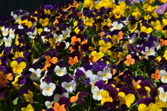 Viola - Viola cornuta (Pansy) from 93 Nursery and Landscape Supply