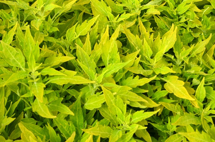 Flame Thrower™ 'Salsa Verde' - coleus from 93 Nursery and Landscape Supply
