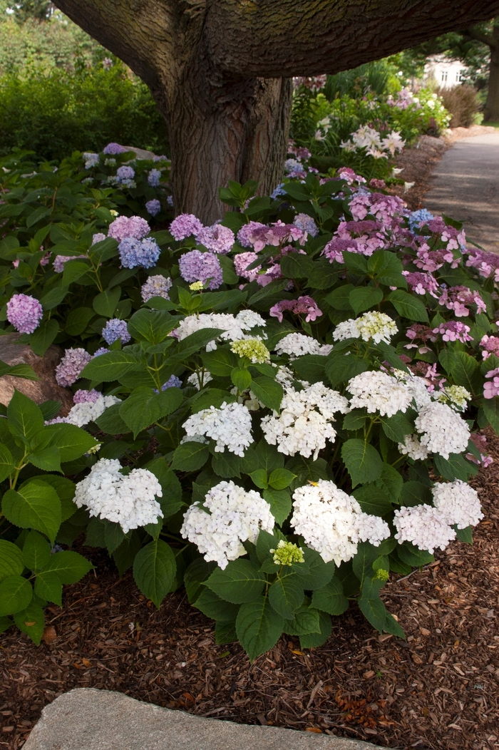 'Blushing Bride' Big Leaf Hydrangea - Hydrangea macrophylla from 93 Nursery and Landscape Supply