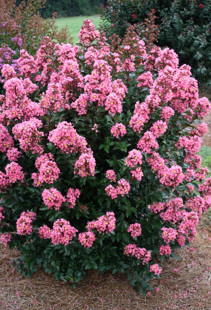 'Coral Magic' Crapemyrtle - Lagerstroemia from 93 Nursery and Landscape Supply