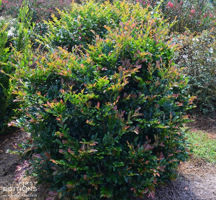 Linebacker™ - Distylium from 93 Nursery and Landscape Supply