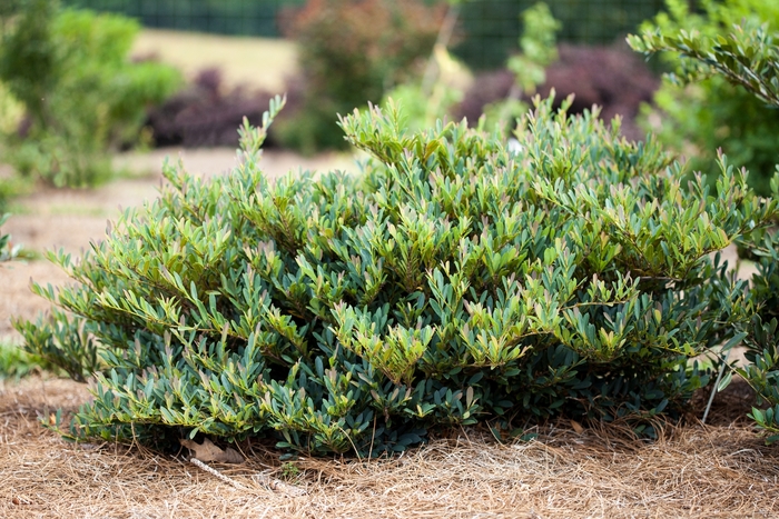 'Cinnamon Girl®' Dystilium - Distylium from 93 Nursery and Landscape Supply