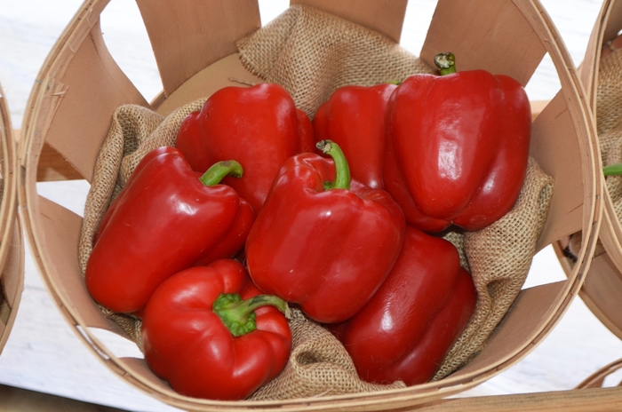 Red Bell Pepper - Capsicum annuum from 93 Nursery and Landscape Supply