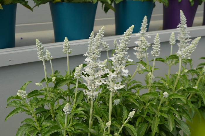 Sallyfun&trade; 'Pure White' - Salvia farinacea (Mealycup Sage) from 93 Nursery and Landscape Supply