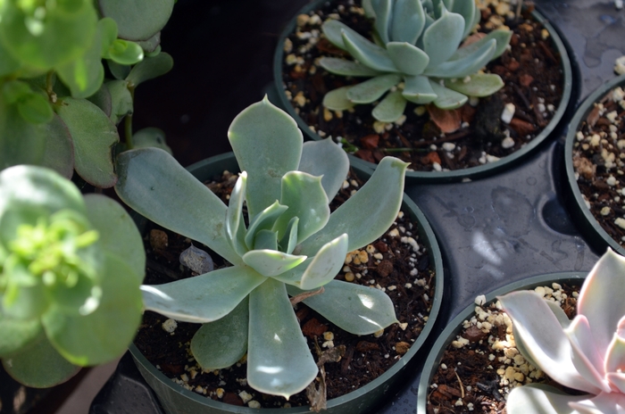 'Pink Edge' - Echeveria runyonii from 93 Nursery and Landscape Supply