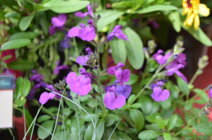 Mirage™ 'Violet' - Salvia greggii (Sage) from 93 Nursery and Landscape Supply