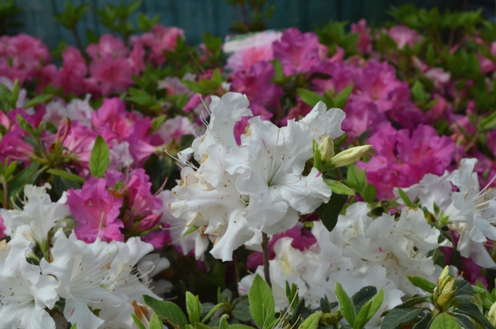 Encore&reg; 'Autumn Lily&reg;' - Rhododendron (Azalea) from 93 Nursery and Landscape Supply
