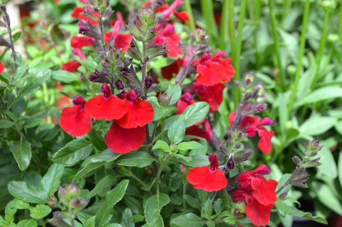 Mirage™ 'Cherry Red' - Salvia greggii (Sage) from 93 Nursery and Landscape Supply