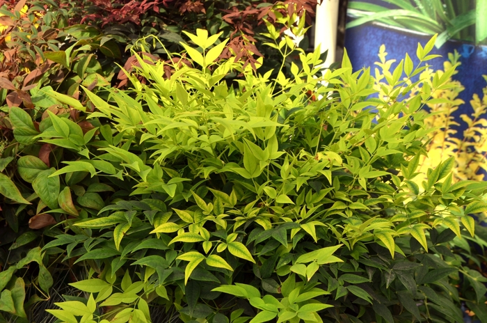 Nandina 'Lemon Lime' - Heavenly Bamboo from 93 Nursery and Landscape Supply
