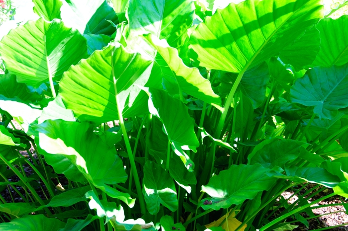 'California' Elephant Ear - Alocasia odora from 93 Nursery and Landscape Supply