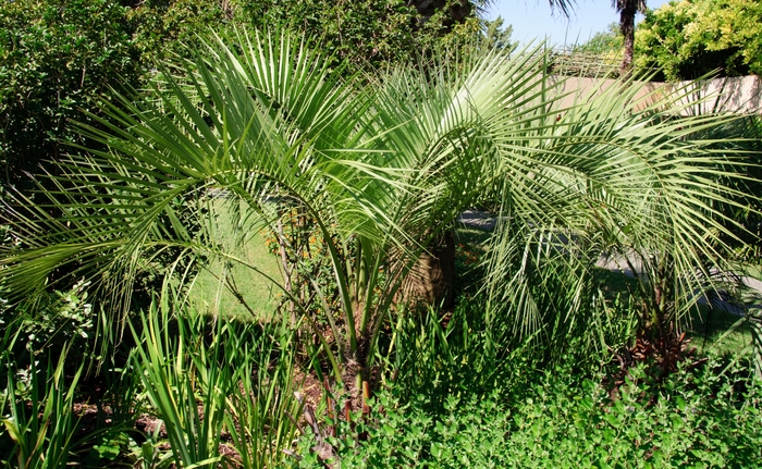 Pindo Palm - Butia capitata from 93 Nursery and Landscape Supply