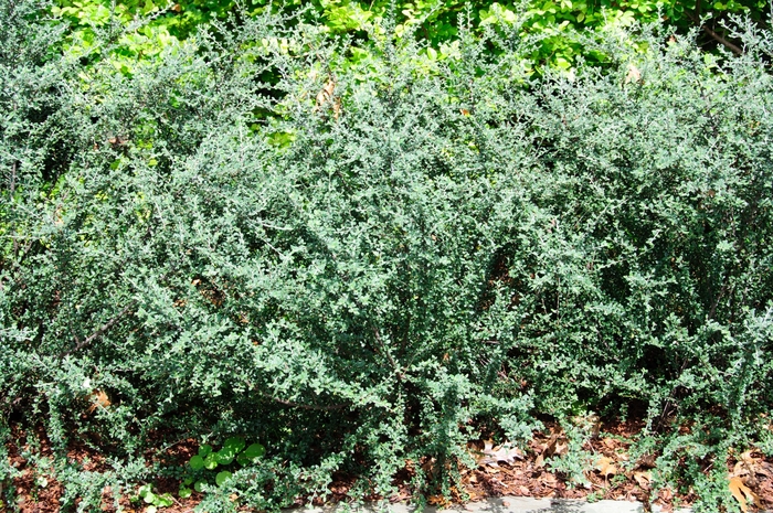 Cotoneaster Gray - Cotoneaster glaucophyllus from 93 Nursery and Landscape Supply