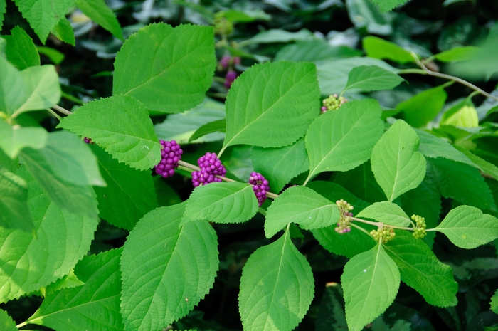 Beautyberry - Callicarpa americana from 93 Nursery and Landscape Supply