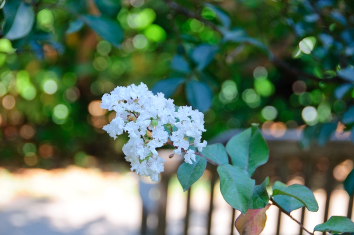 'Burgundy Cotton&reg;' Crape Myrtle - Lagerstroemia indica from 93 Nursery and Landscape Supply