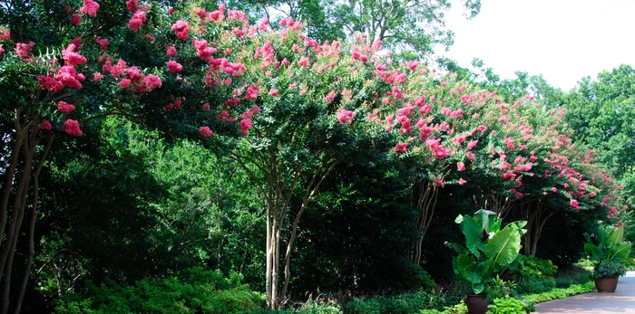Crape Myrtle 'Tuscarora' - Lagerstroemia indica x fauriei from 93 Nursery and Landscape Supply