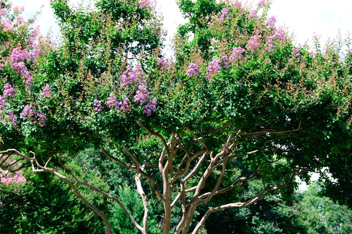 'Catawba' Crape Myrtle - Lagerstroemia indica from 93 Nursery and Landscape Supply