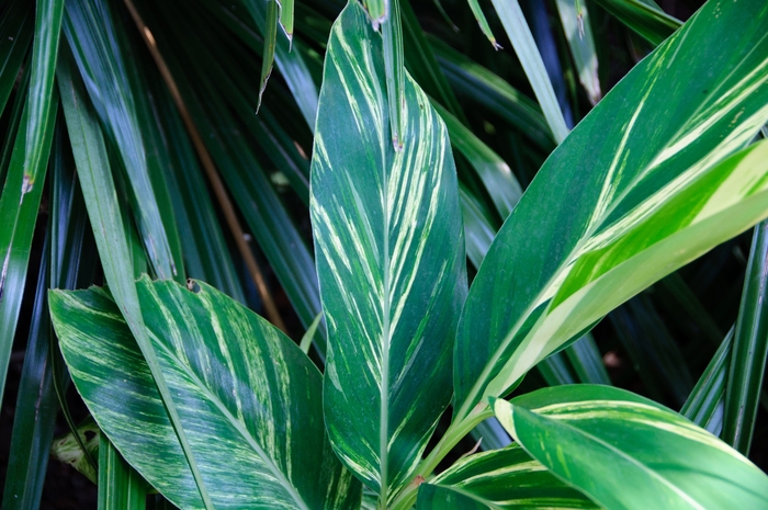 Variegated Ginger - Alpinia zerumbet from 93 Nursery and Landscape Supply