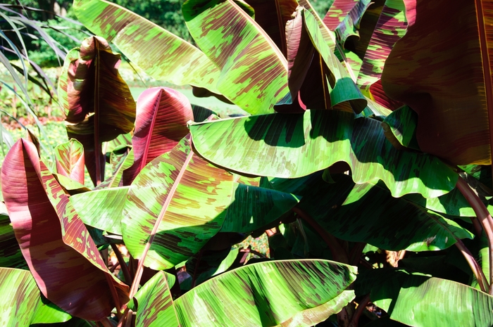 'Red Tiger' Banana - Ensete ventricosum from 93 Nursery and Landscape Supply