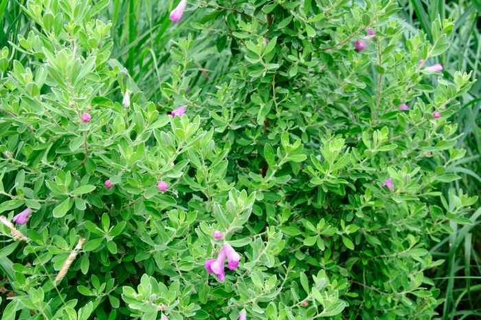 'Green Cloud' Texas Sage - Leucophyllum frutescens from 93 Nursery and Landscape Supply